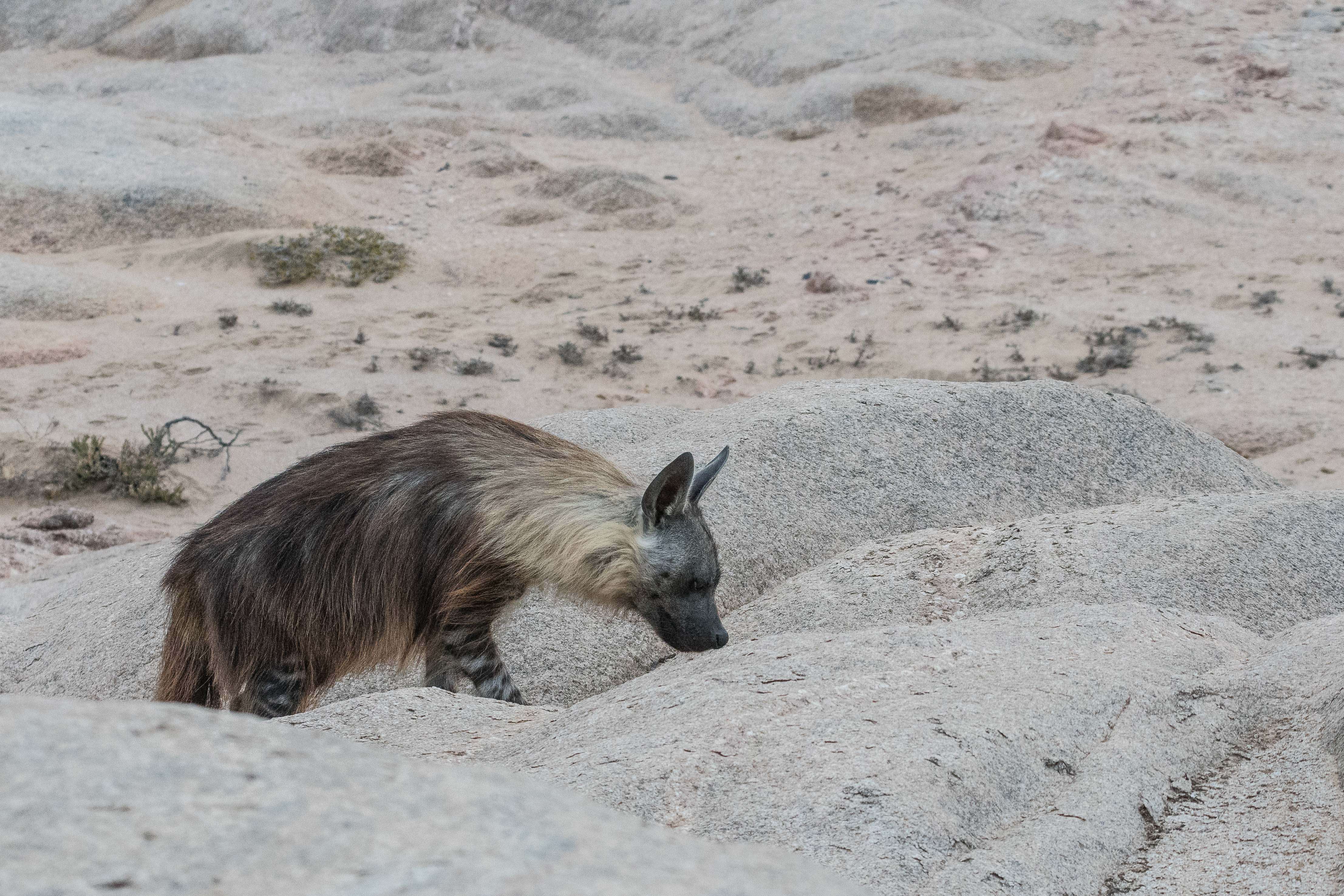 Hyène brune (Brown hyena, Parahyaenna brunnea), adulte rentrant au terrier en début de matinée, Möve Bay, Skeleton Coast National Park, Namibie.
